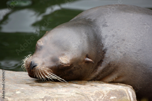 California Sea Lion sleep