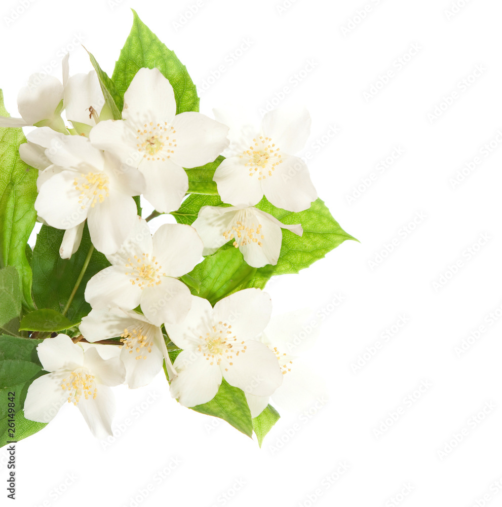 jasmine blossom   isolated on white