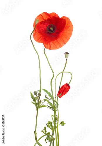 red poppies  isolated  on white