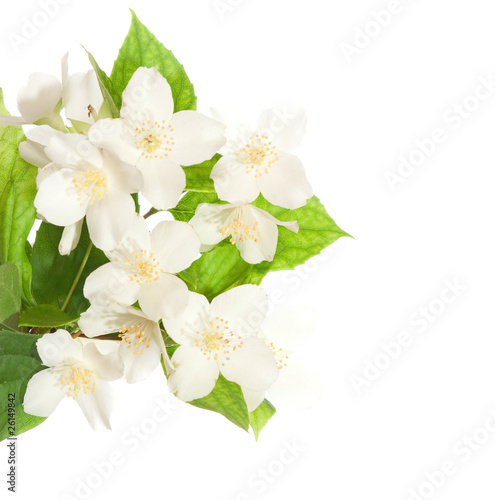 jasmine blossom isolated on white