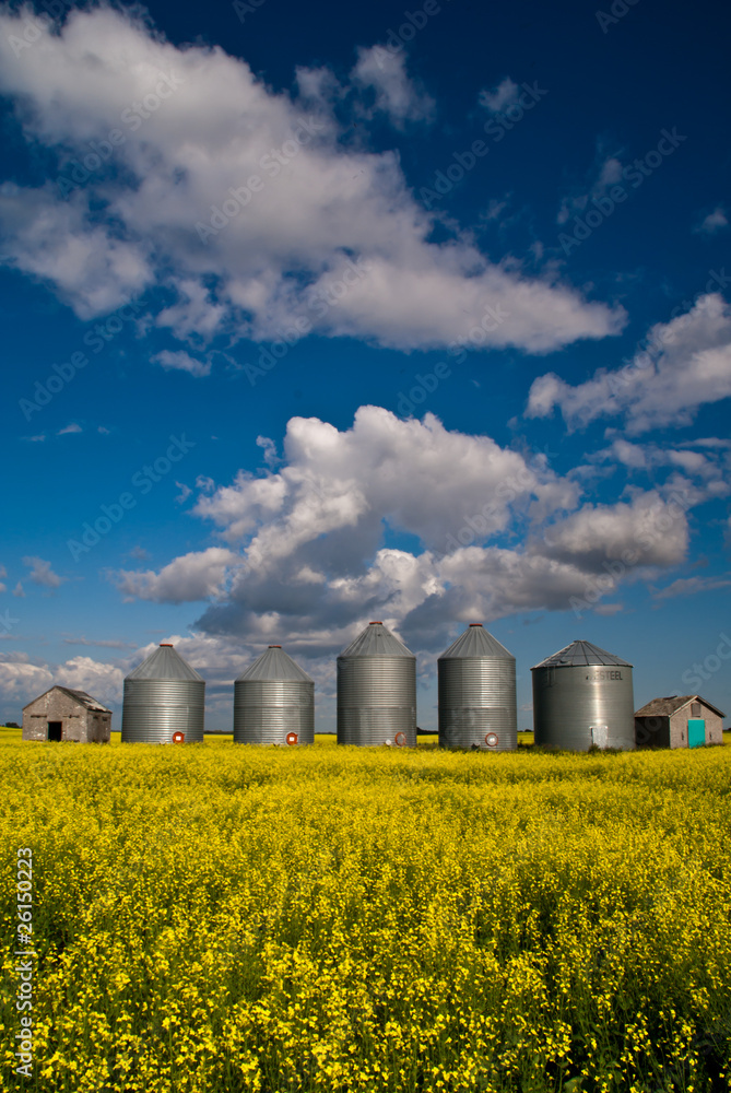 A row of grain bins in a field of yellow canola flowers