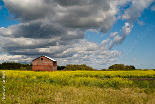 A red barn standing in a field of yellow canola flowers