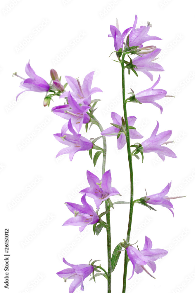 Campanula Campanula