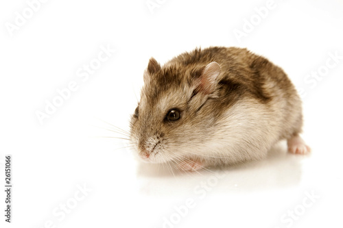 hamster