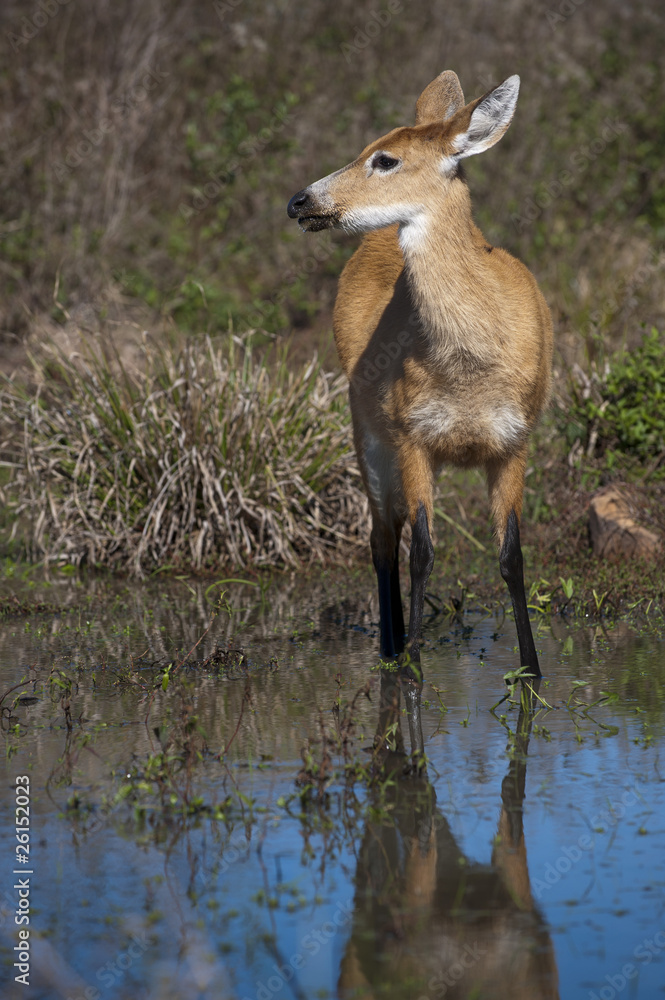 Marsh Deer (Blastocerus dichotomus) Marsh Deer (Blastocerus dichotomus)