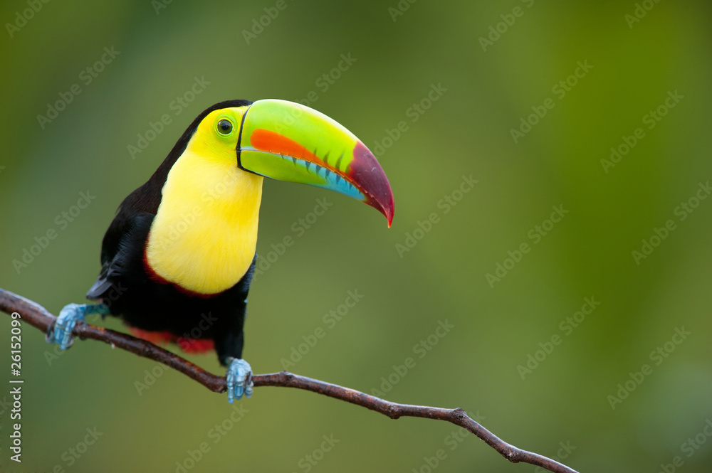 Keel Billed Toucan, from Central America. Keel Billed Toucan, from Central America.