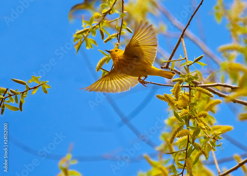 Yellow Warbler Flying