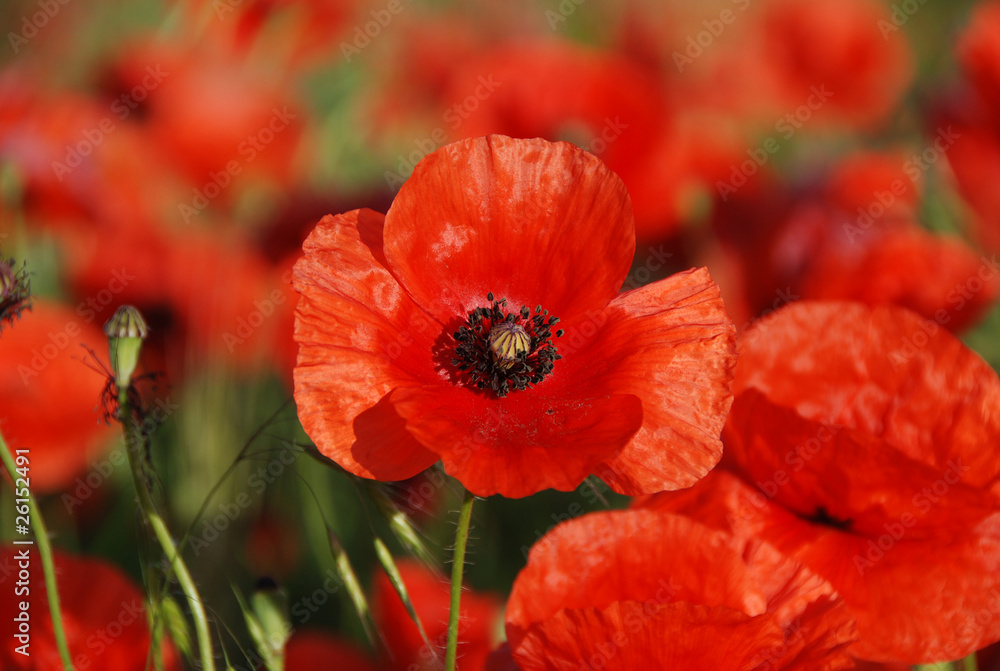 Fototapeta premium poopy