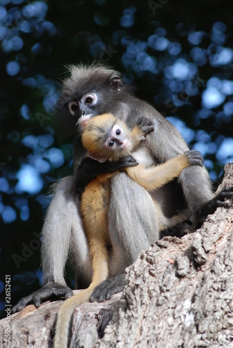 Singes, presbytis obscura reid photo