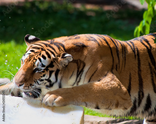 Tiger Biting