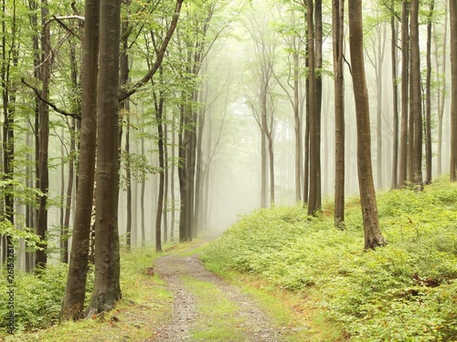 Path through foggy early autumn forest