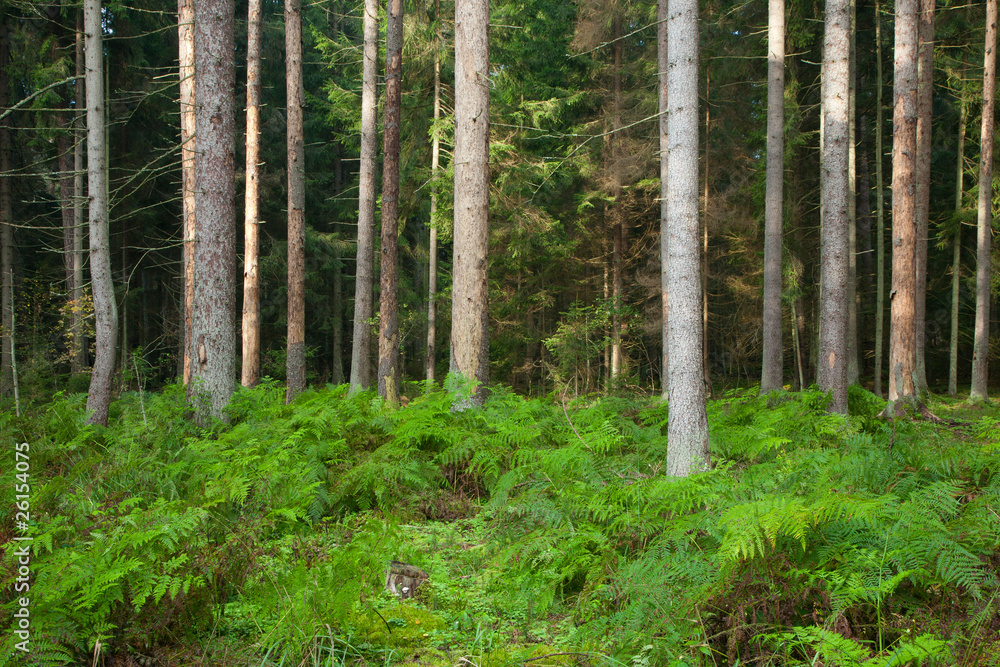 Obraz premium Dead spruce trunks and ferns