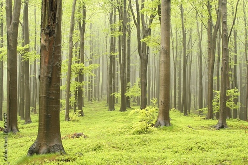 Spring beech forest on a foggy morning #26154017
