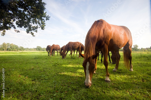Fototapeta Naklejka Na Ścianę i Meble -  Wild horses on the field