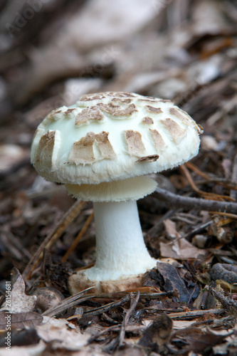 Grüner Knollenplätterpilz