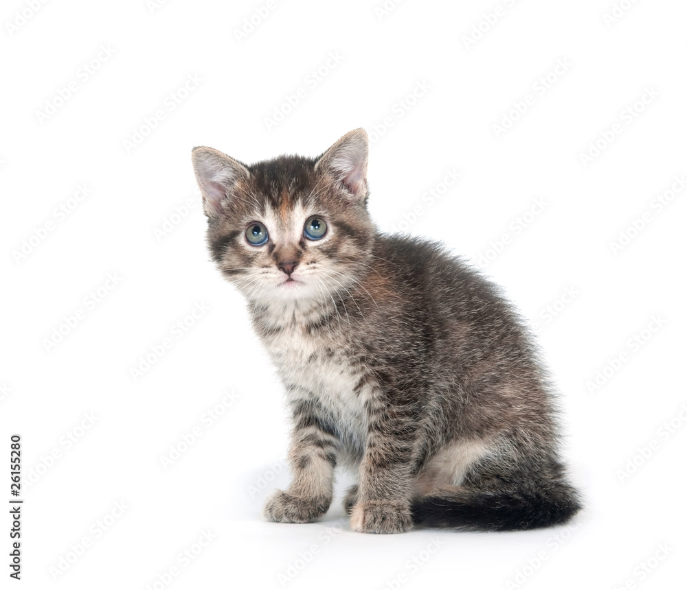 Tabby kitten looking up