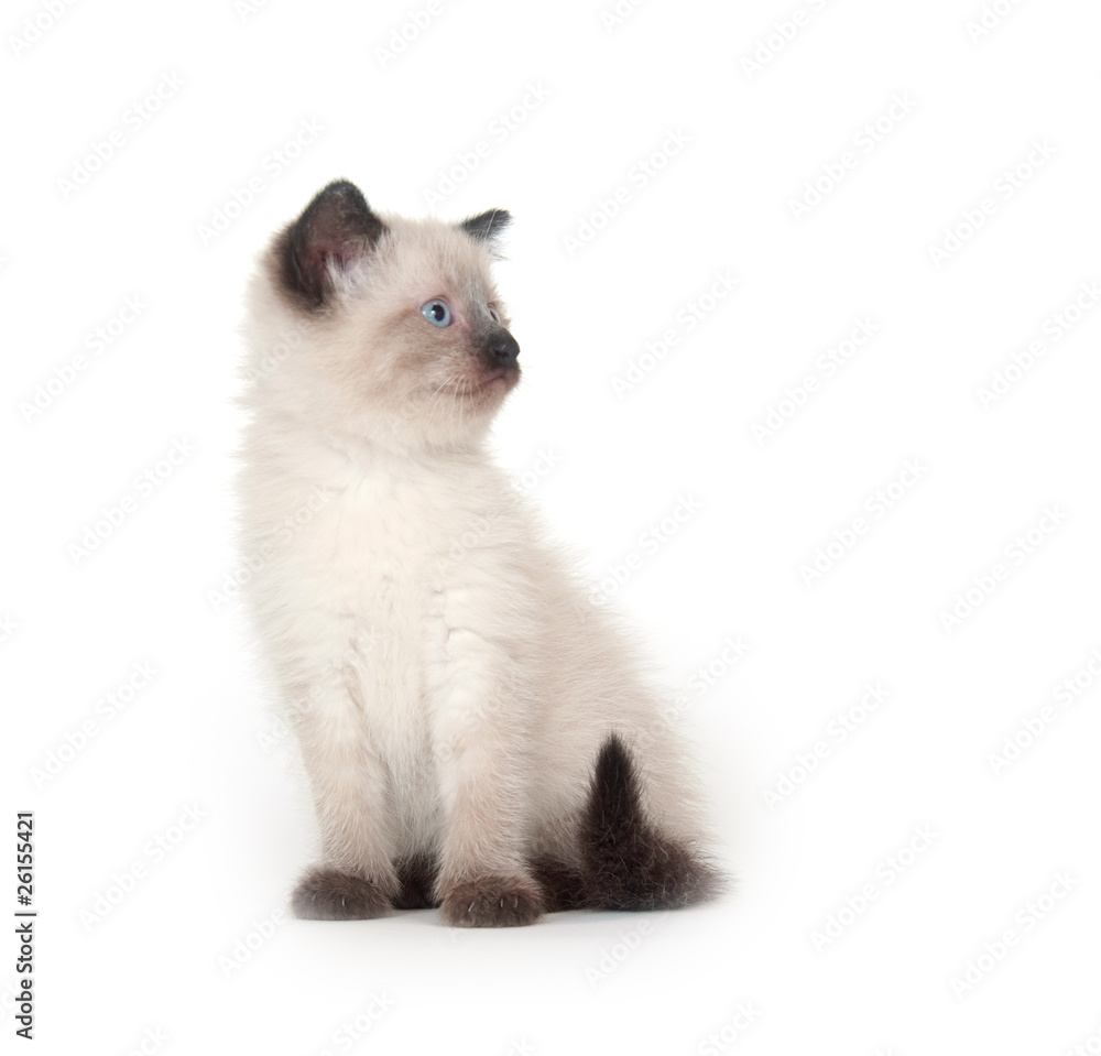 Cute kitten looking up Cute kitten looking up