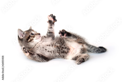 Kitten rolling and playing on white background © Tony Campbell