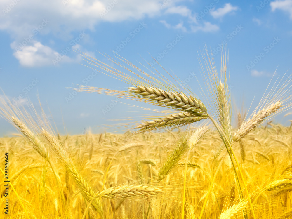 Wheat field Wheat field