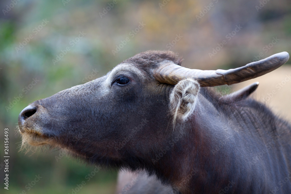 Water buffalo with huge horns