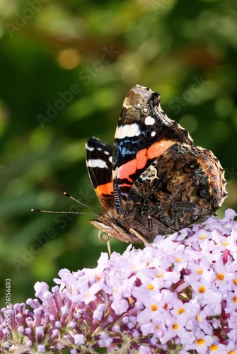 Close up of a Red Admiral butterfly on a buddleia bush