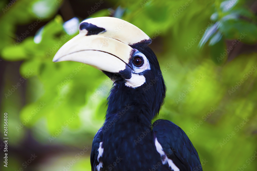 White beak hornbill.