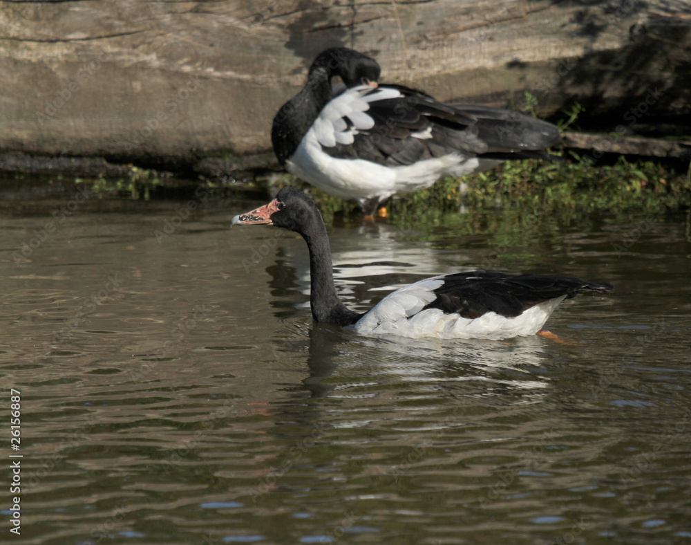 Obraz premium magpie goose