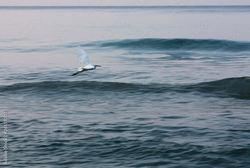 White heron on the ocean background White heron on the ocean background