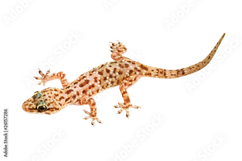 Mediterranean house gecko isolated on white background