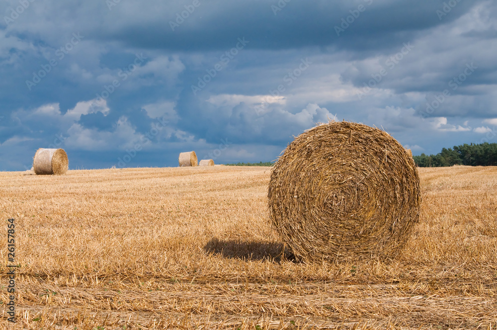 Straw rolls on summer farmer field