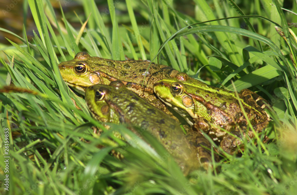 Tree big green frogs (American Bullfrog) sitting in the grass Tree big green frogs (American Bullfrog) sitting in the grass