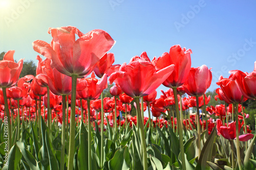 Red tulips in garden