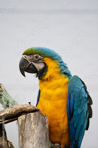 blue-and-yellow macaw