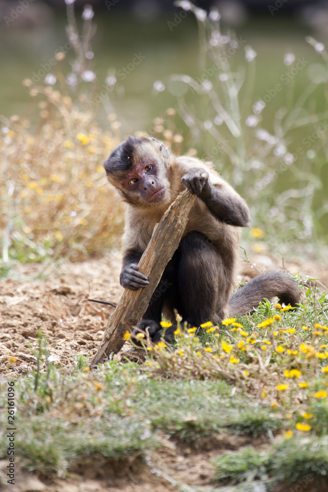 Obraz premium Black-capped Capuchin