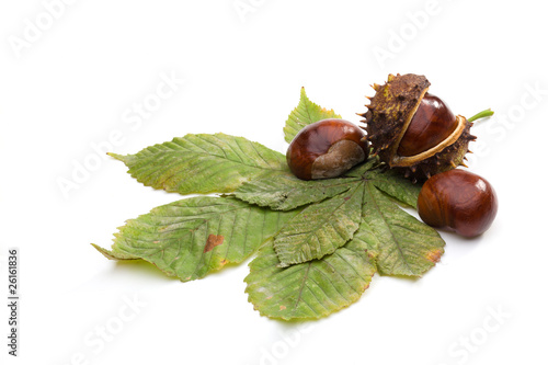 Brown autumn's chestnuts