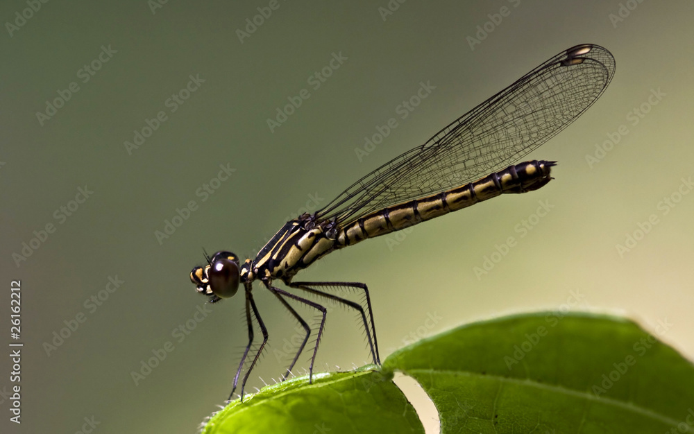 The Yellow Damselfly The Yellow Damselfly