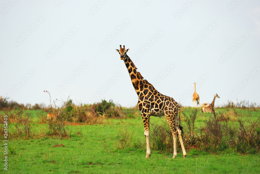 Obraz premium Giraffes in the african savannah, Uganda