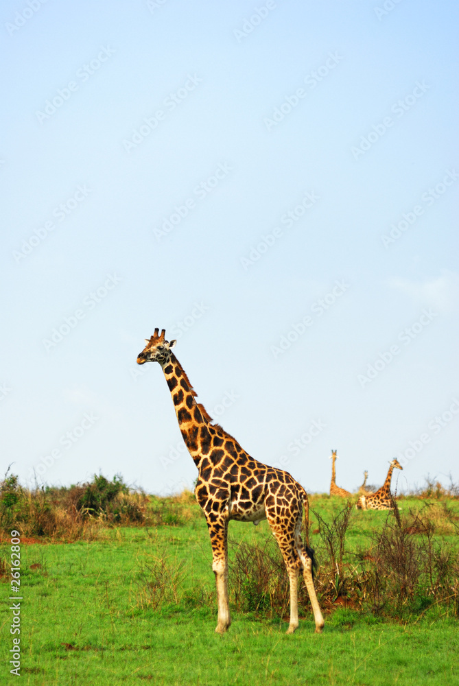Fototapeta premium Giraffes in the african savannah, Uganda