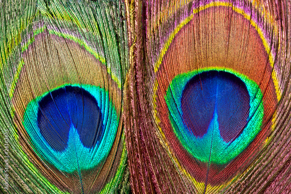 Obraz premium Peacock feathers.