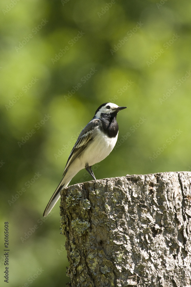 Wagtail (Motacilla alba) Wagtail (Motacilla alba)