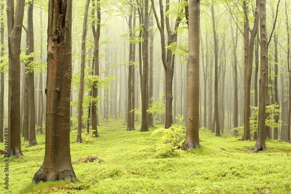 Fotobehang Mistig Bos Lente sprookjesbos met mist die tussen de bomen beweegt #26166439