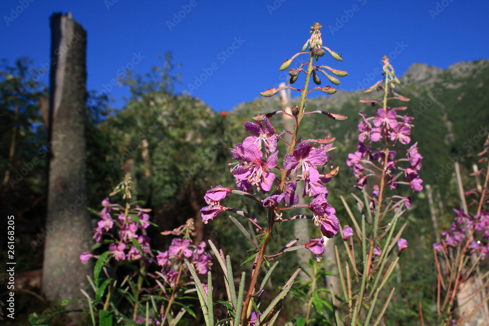 Rosebay willowherb (Chamaenerion angustifolium), Tatra Mountains, Poland