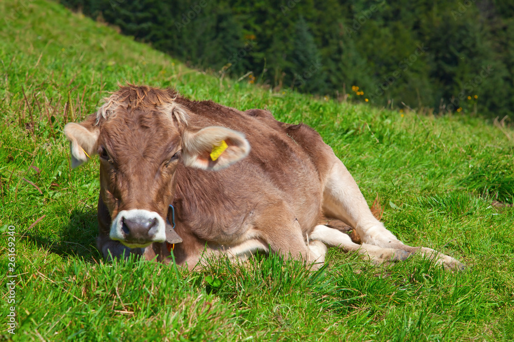 Calf Calf