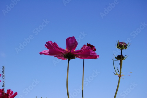 Fleur champetre photo