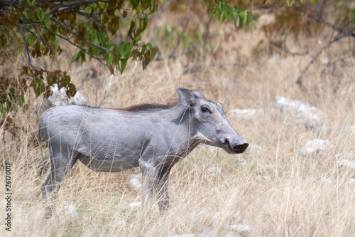 Warzenschwein (Phacochoerus africanus) © Manuela Schueler