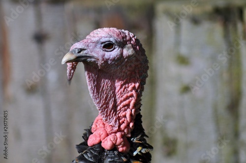 Turkey with long red neck