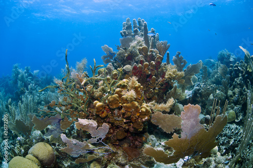 Underwater coral gardens