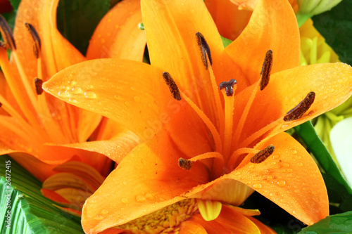 Fototapeta Naklejka Na Ścianę i Meble -  amaryllis orange