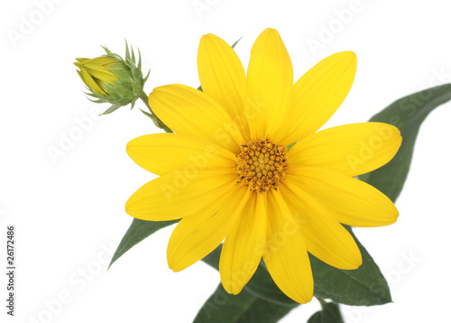 Yellow Daisy