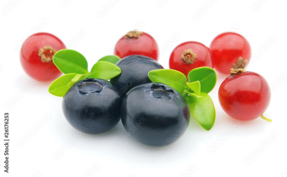 Red currant with blueberry Red currant with blueberry